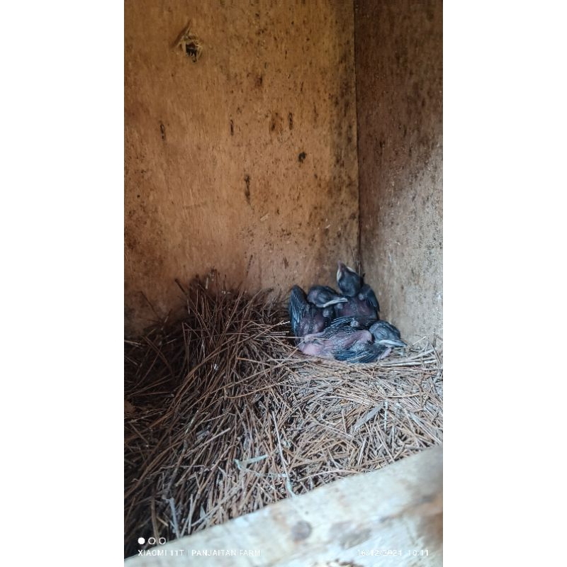 Lolohan Anakan murai batu original hutan  Tapanuli Selatan isi 3 anakan