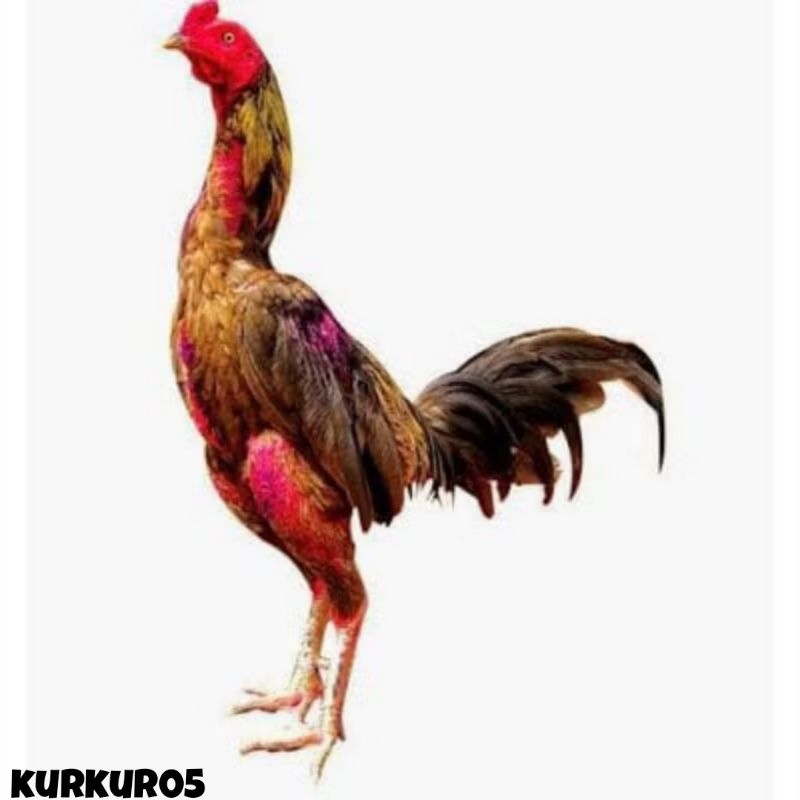 

telur ayam shamo Jepang untuk ditetaskan