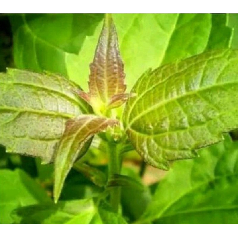 

DAUN KIRINYUH/KOPASANDA 100 LEMBAR OBAT HERBAL