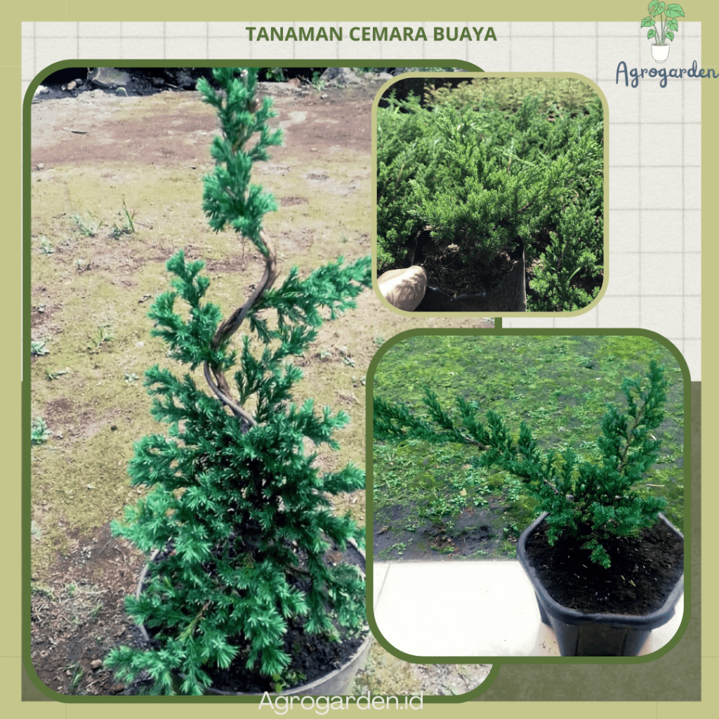 Tanaman Hias Cemara Bajul / Cemara Buaya - Cemara Buaya atau Cemara Bajul / Cemara Sinensis  rimbun 