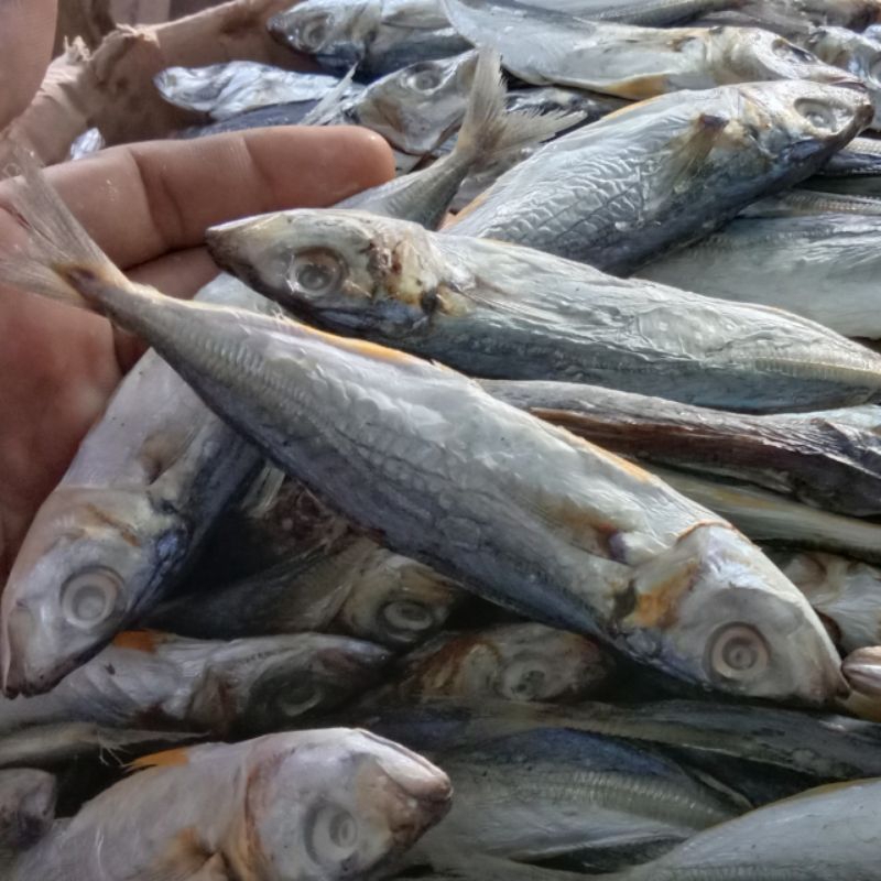 

ikan asin layang/ ikan asin peda/ ikan asin klotok Murah asli pulau madura