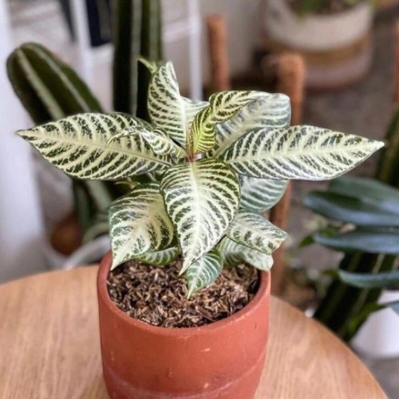 Tanaman Hias Apelandra Silver Leaved - Apelandra Zebra