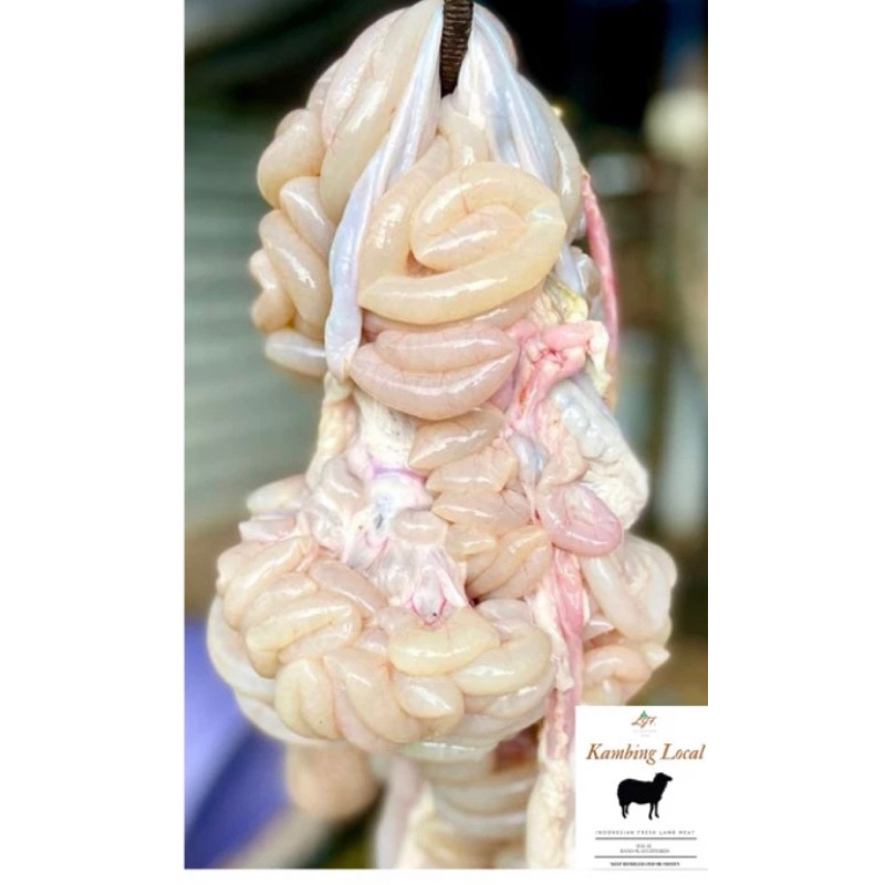 

usus kambing