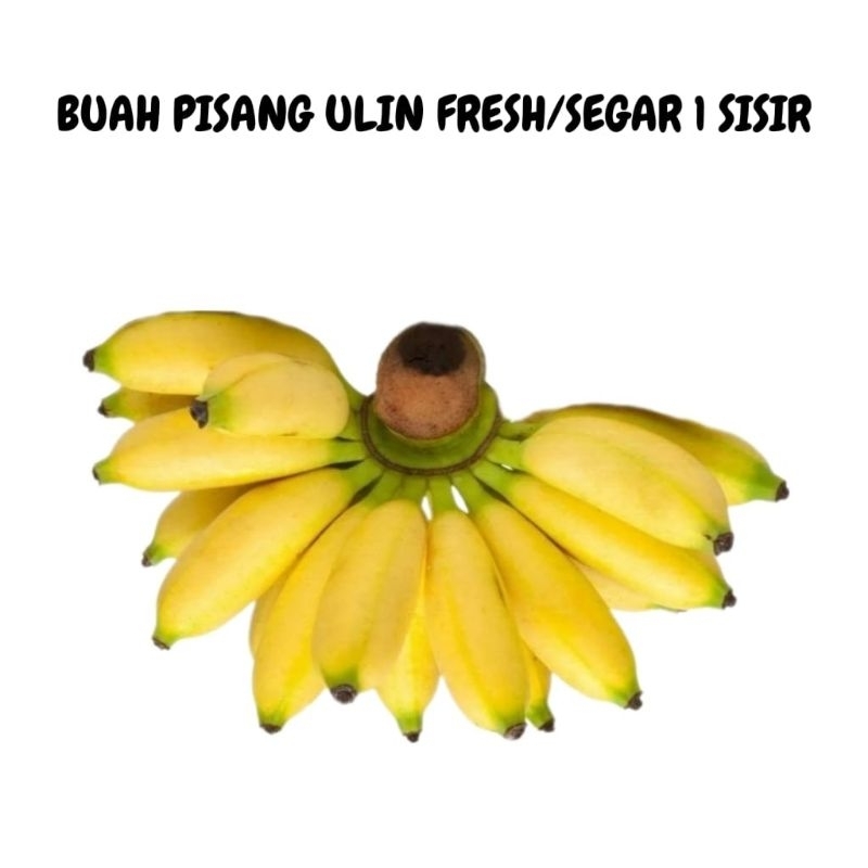 

BUAH PISANG ULIN FRESH/SEGAR SIAP MAKAN 1 SISIR/CENGKEH TStore