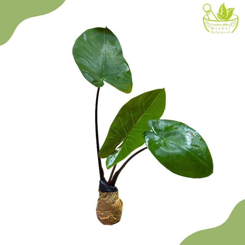 Tanaman Sente Ireng/Sente Hitam