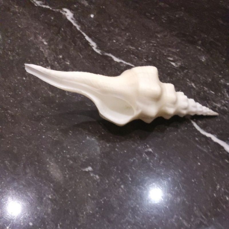 cangkang kerang fusinus putih