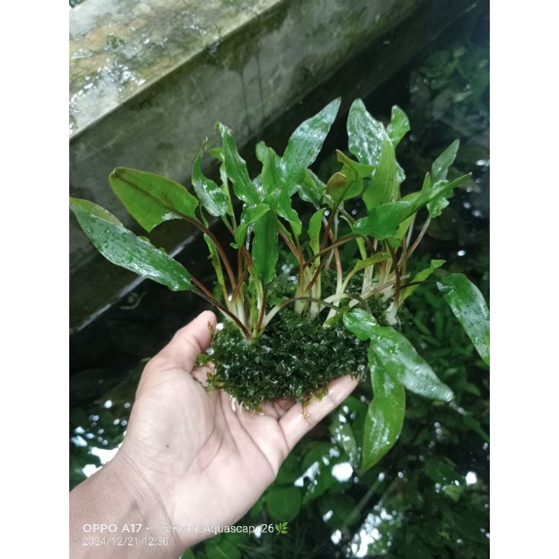 crytocoryne Wendtii green tanaman Aquascape low c02