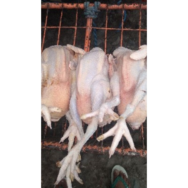 

karkas/daging ayam petelur afkhir
