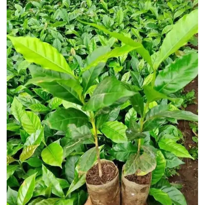 

Bibit Kopi Arabika