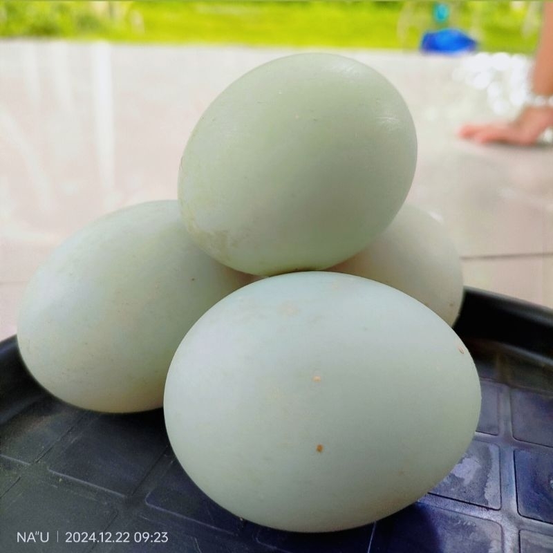 

TELUR BEBEK FRESH TERNAK SENDIRI | SETIAP HARI PANEN TELUR | MILIK SENDIRI | BEBEK PETELUR