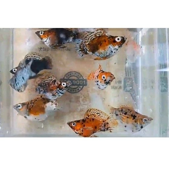 Molly balon calico roundtail