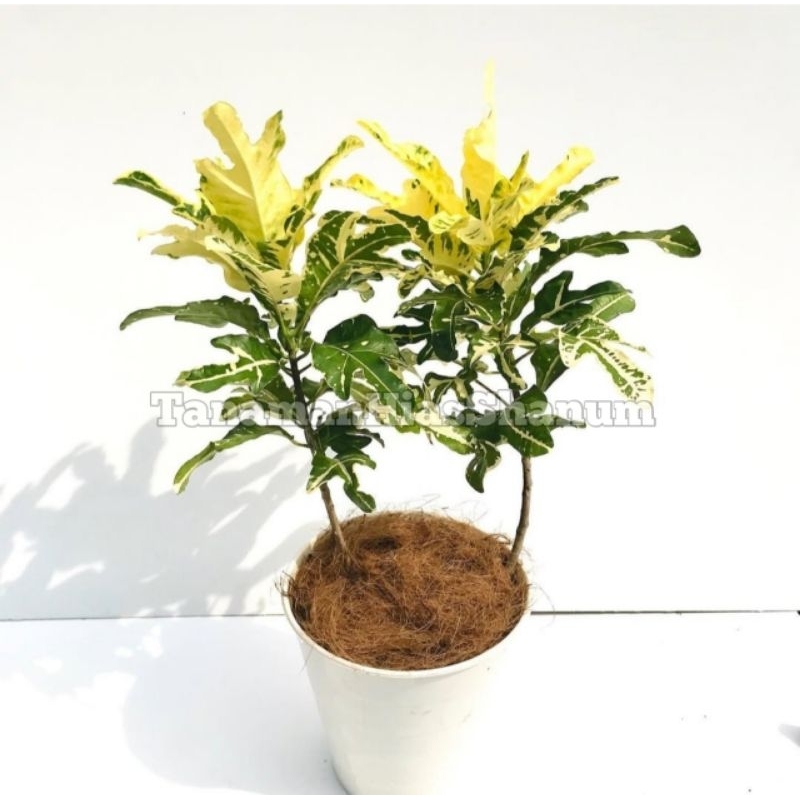 Promo COD tanaman hias puring terang bulan - pohon puring terang bulan - pohon puring - bibit pohon 