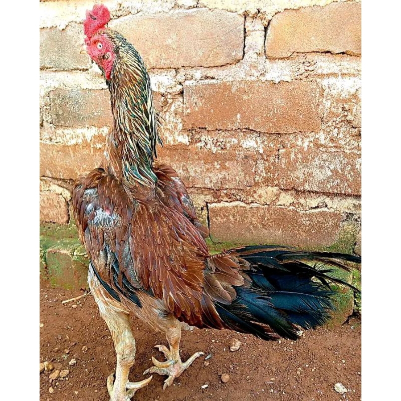 4 BUTIR TELOR AYAM BULBI ATRIT PAMA PUKUL KERAS