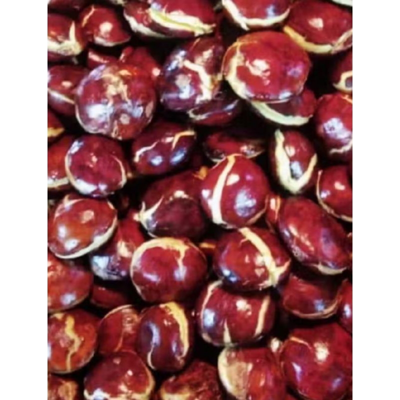 

GR JENGKOL PULEN HASIL KEBUN SENDIRI