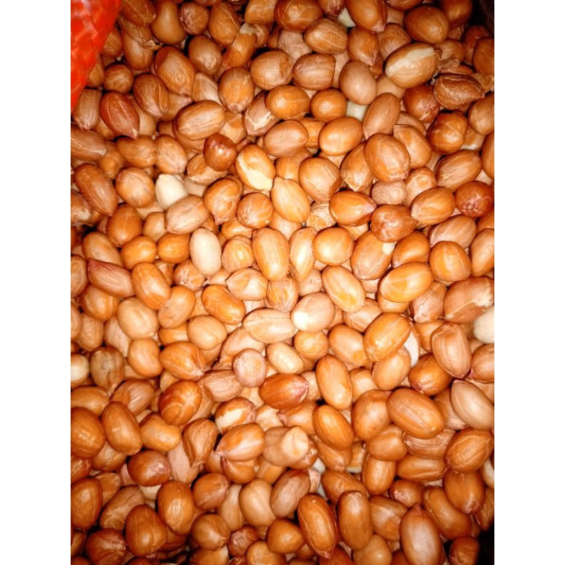 

Kacang Tanah Murah Berkualitas