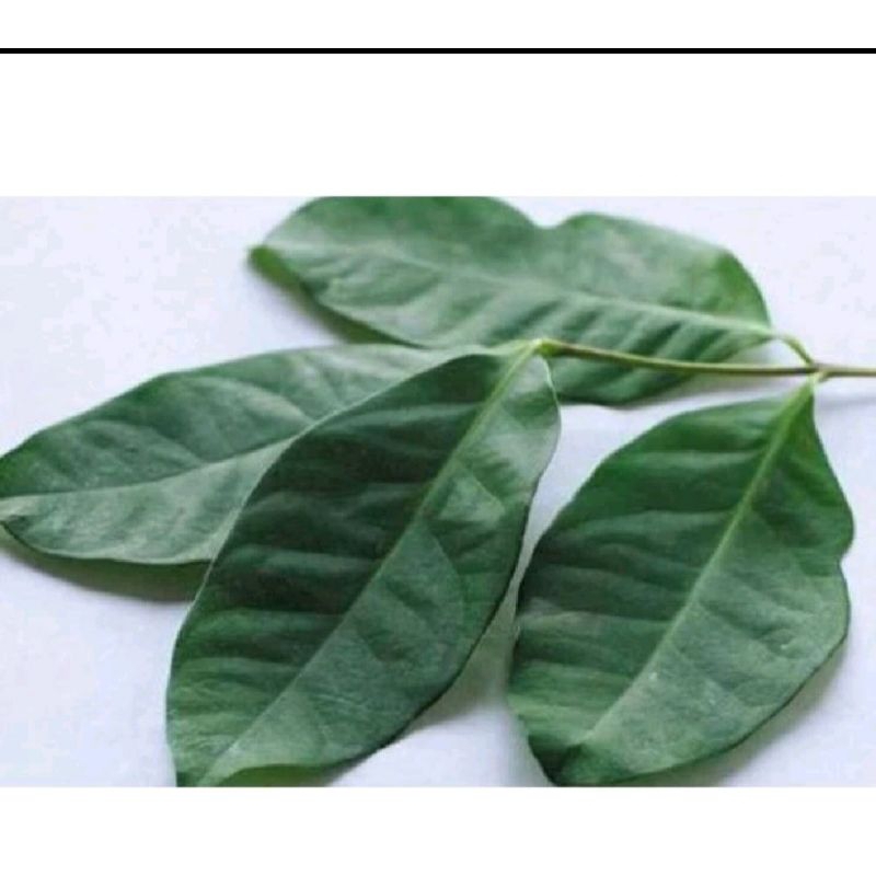 

Daun salam segarr