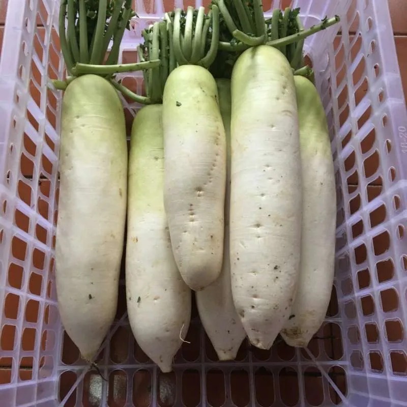 

LOBAK PUTIH FRESH 250gr Kirim INSTAN