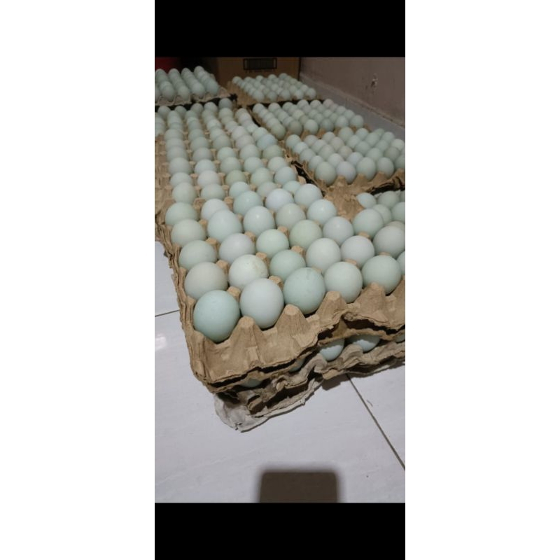 

Telur Bebek Murah