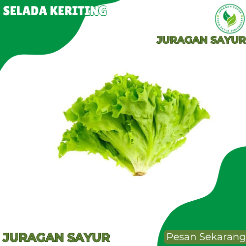 

Juragan Sayur - Selada Keriting Segar 200gr