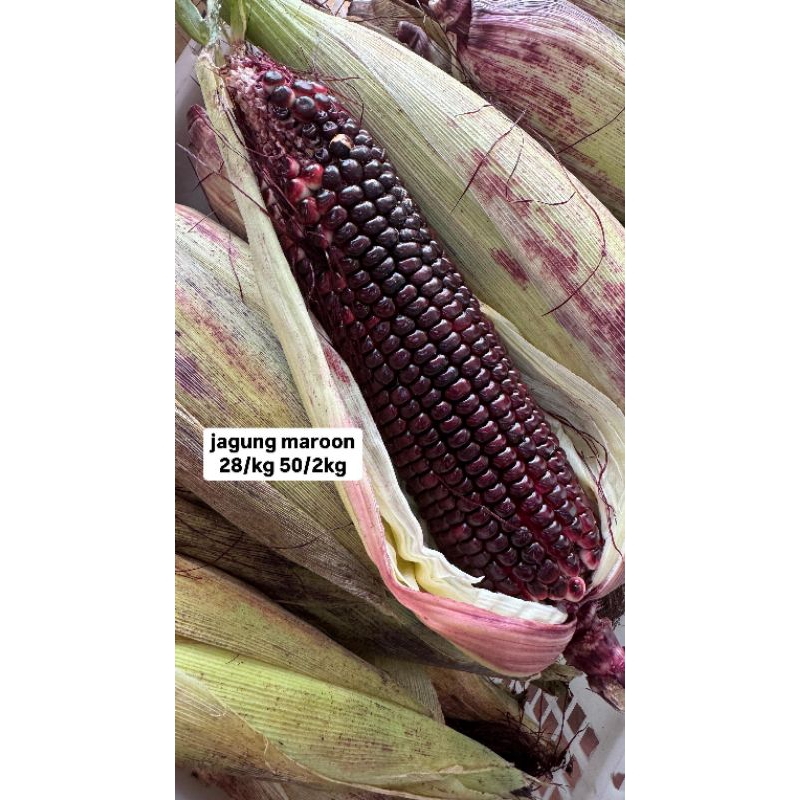 

Jagung Ketan Maroon