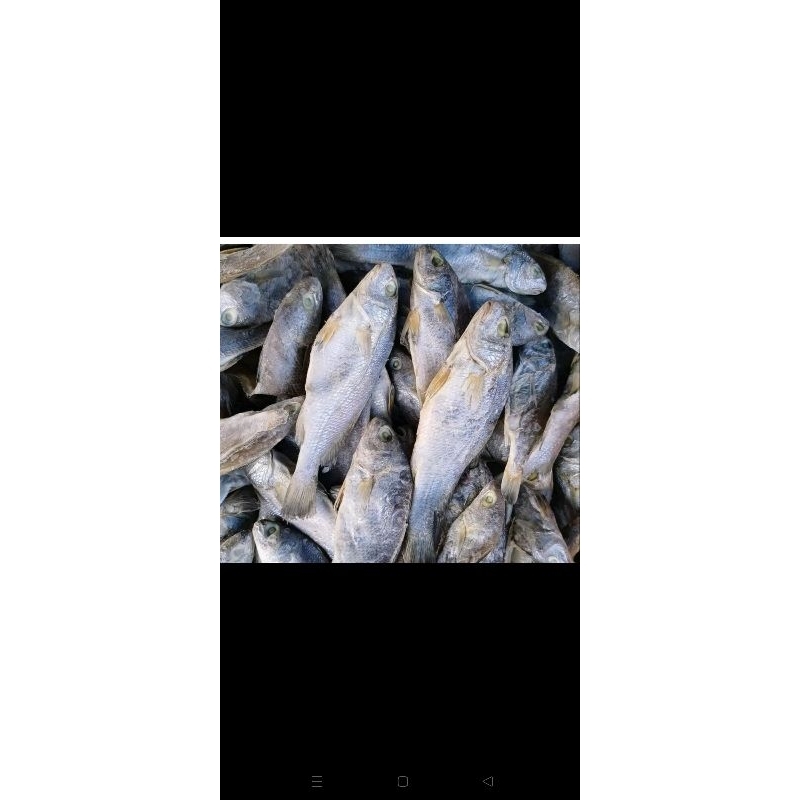 

ikan kepala batu / gulamo