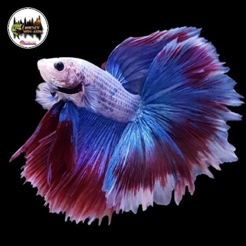 

cupang slayer halfmoon