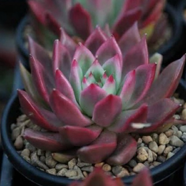 Sukulen Agavoides Red Lipstick / Agave Plants / Tanaman Hias Sukulen Agave Merah