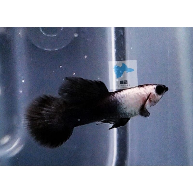 hiasan aquarium Guppy mini panda