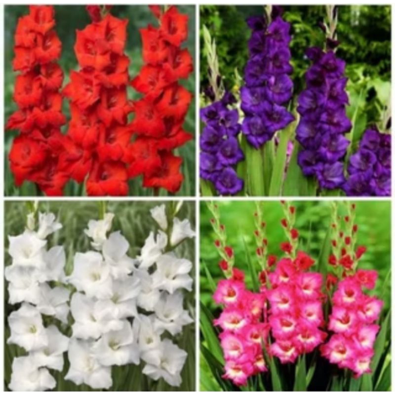 Bunga sedap malam wangi - bibit bunga sedap malam hidup