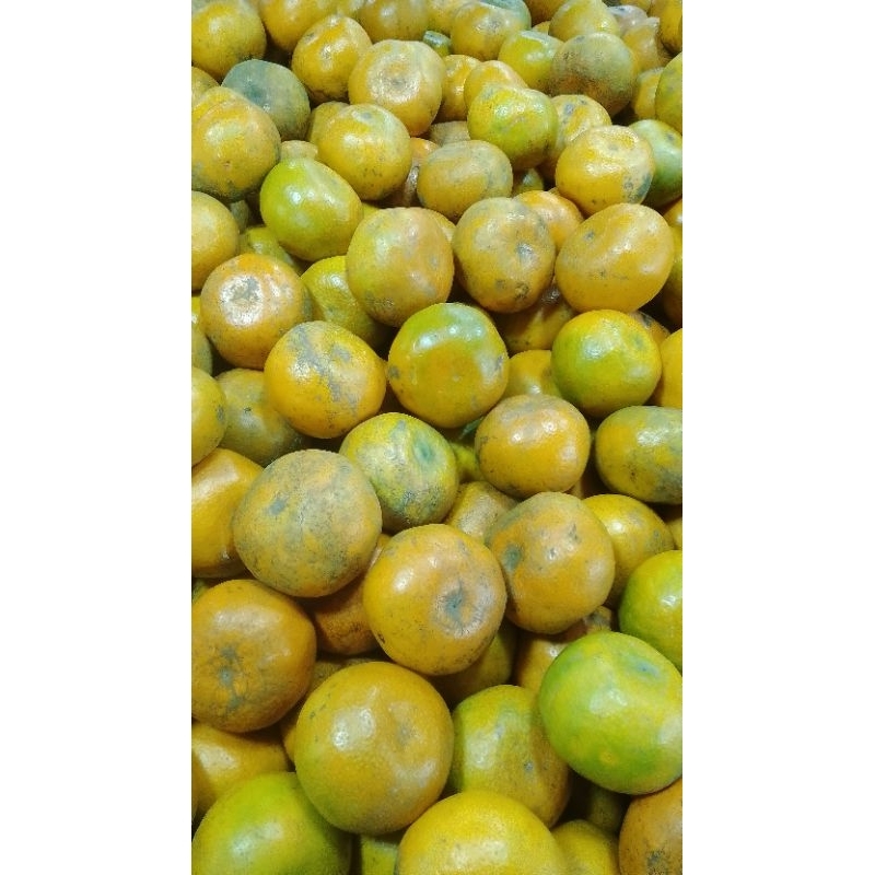

Jeruk medan 500g