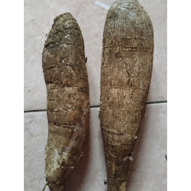 

singkong mentega segar 1kg