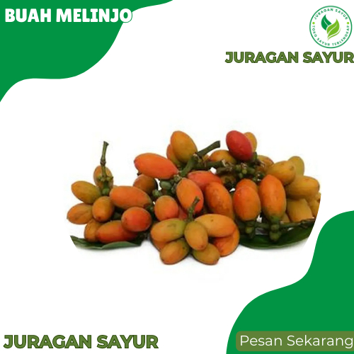 

Buah Melinjo Mentah 1 kg - Buah Melinjo Segar 1kg -Buah Melinjo Matang - Juragan Sayur
