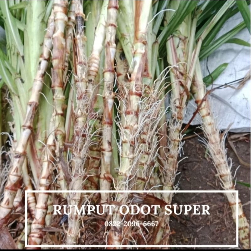 bibit rumput ODOT super