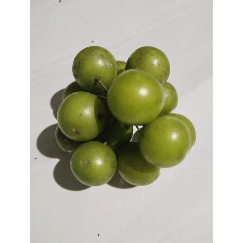 

buah canar, bahan manisan