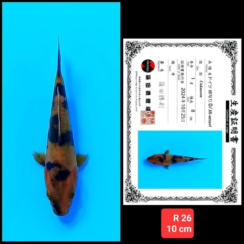 ikan koi import doitsu kohaku sanke showa kode R 03 dari 06