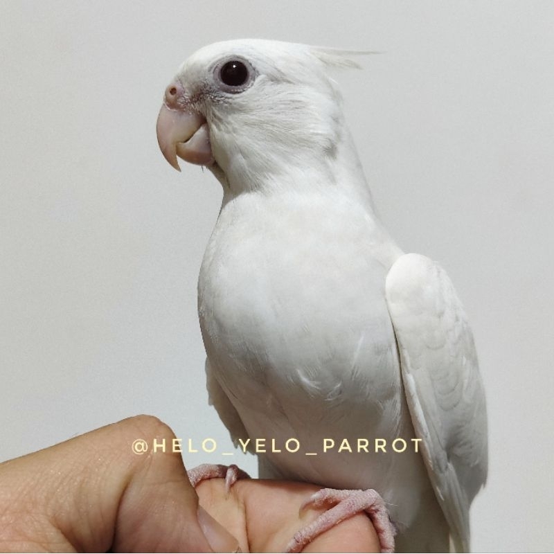 Falk / Parkit Australia Albino