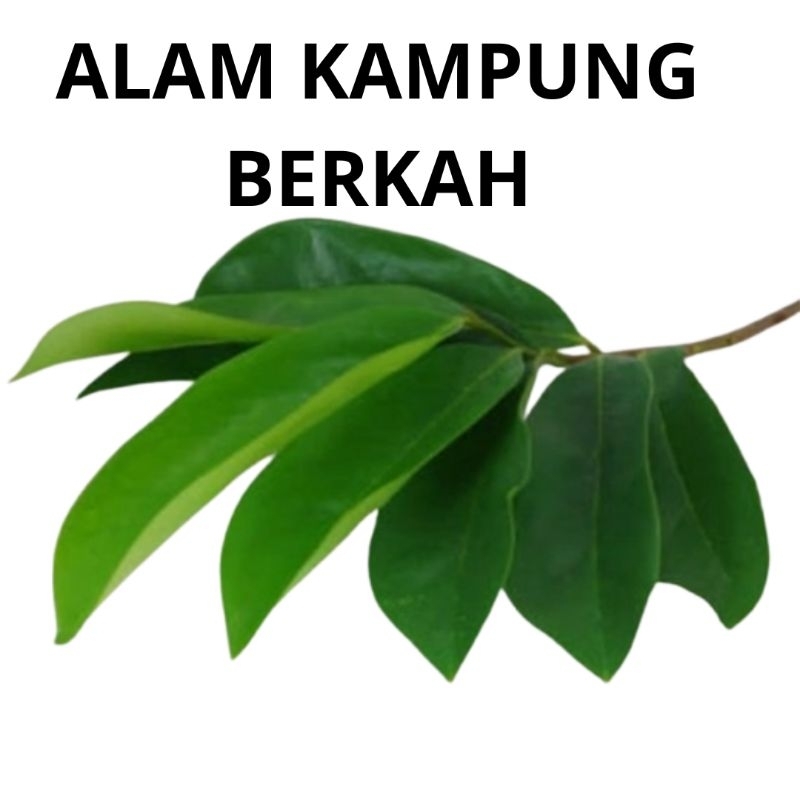 

PROMO 100 Lembar Daun Sirsak Segar Organik Herbal Obat Kanker Tumor Daun Sirsak Daun Segar Sirsak Daun Sirsak Daun Sirsak Segar Termurah Ori Asli