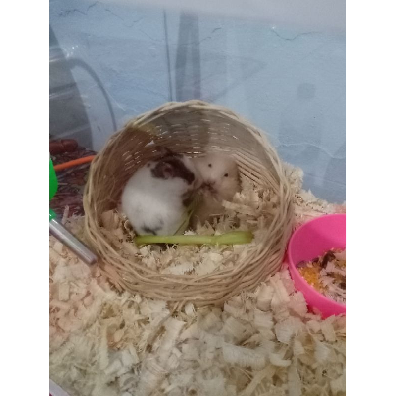 hamster syrian golden dan fujiyama