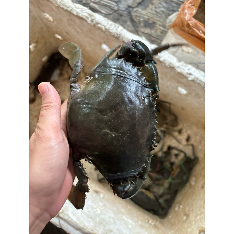

KEPITING TELUR ISI 3 1KG