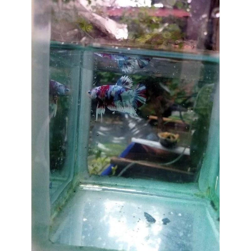 ikan cupang betina barongsai