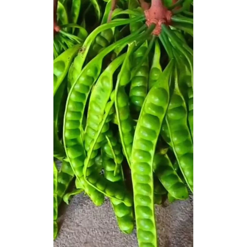 

Pete petai Perpapan ukuran sedang