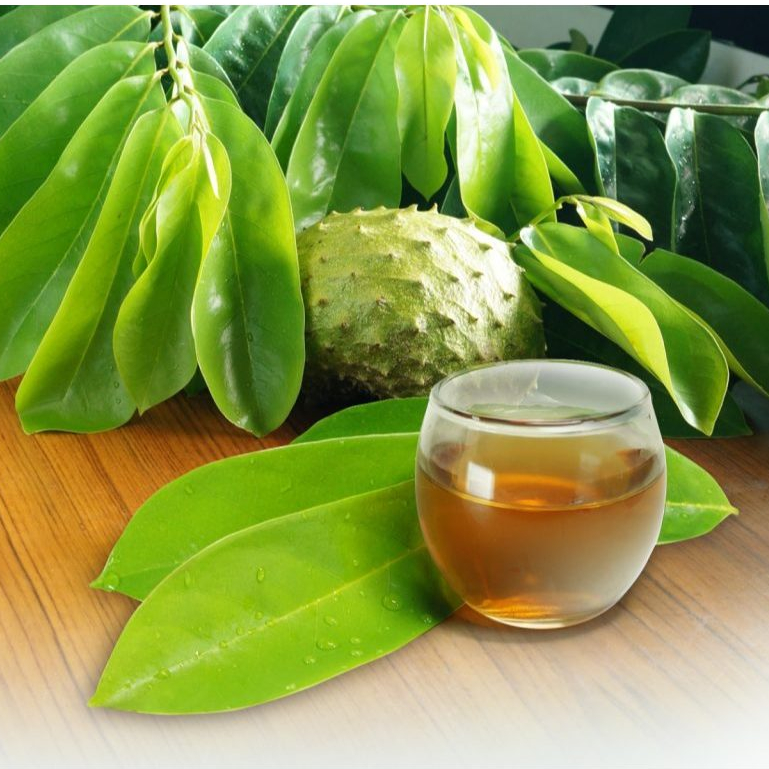 

Daun sirsak segar di petik saat di pesan perlembar ORGANIK KHUSUS UNTUK OBAT HERBAL KANKER AUTOIMUN Non Pestisida Soursop Leaf