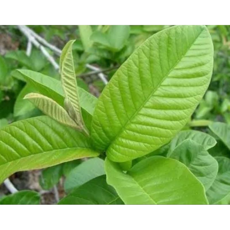 

daun jambu biji dipetik langsung setelah ada orderan dengan berat 100g lebih