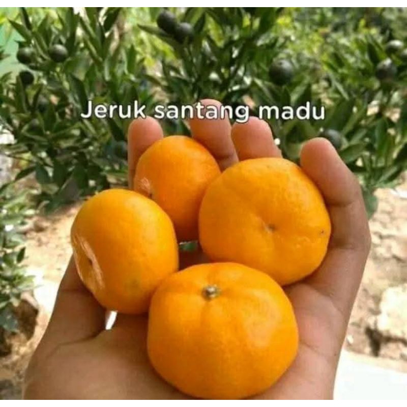 Bibit Jeruk Santang Madu Gepeng Valid