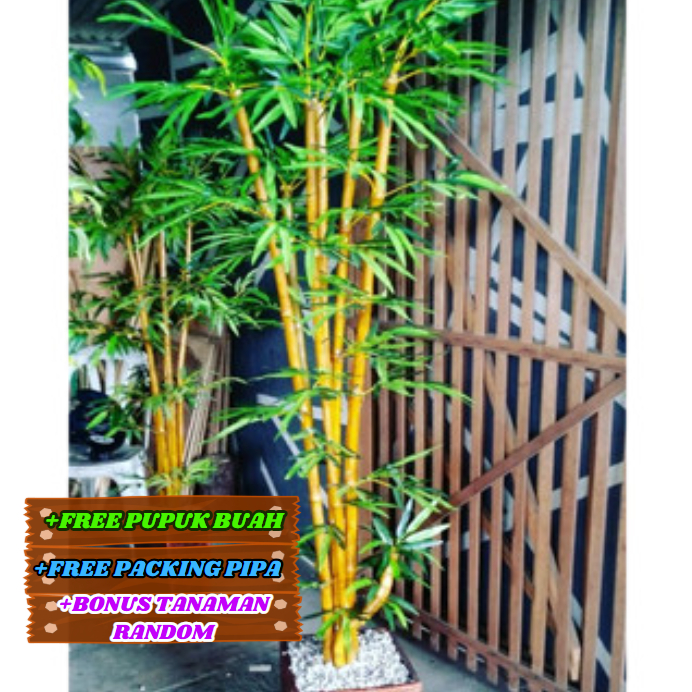 Bambu Kuning ( TANAM DI POT ) Pembersih Udara