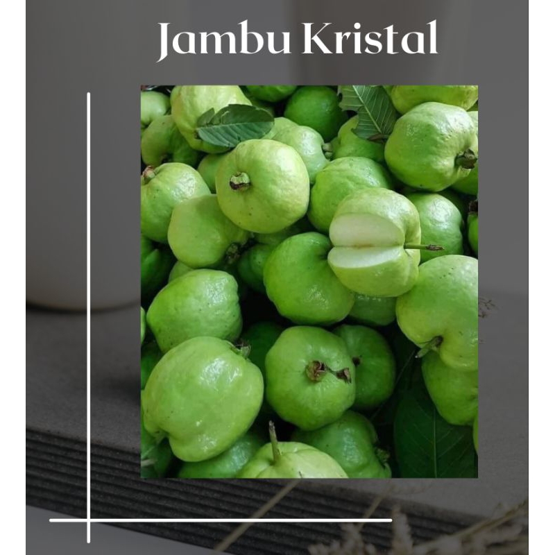 

Jambu kristal non biji 1kg