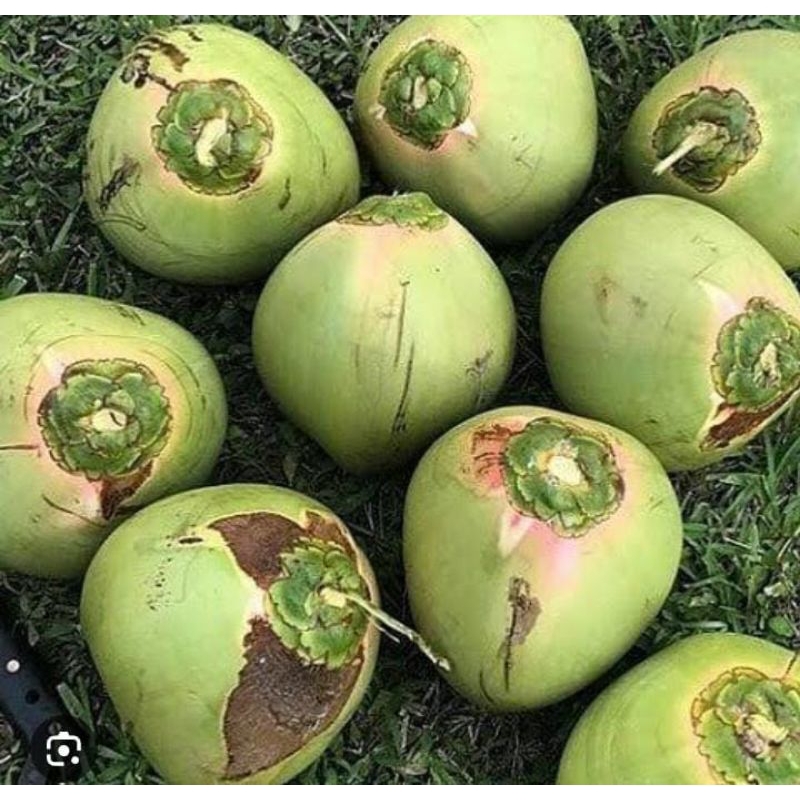 

Kelapa Wulung Wuluh Ping Asli Obat Herbal Tradisional Murah Baru Petik