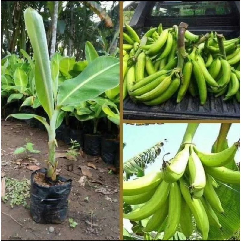 bibit pisang tanduk super