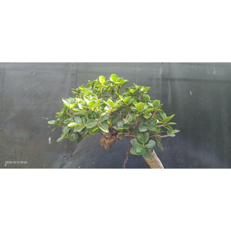 bonsai beringin dollar micro