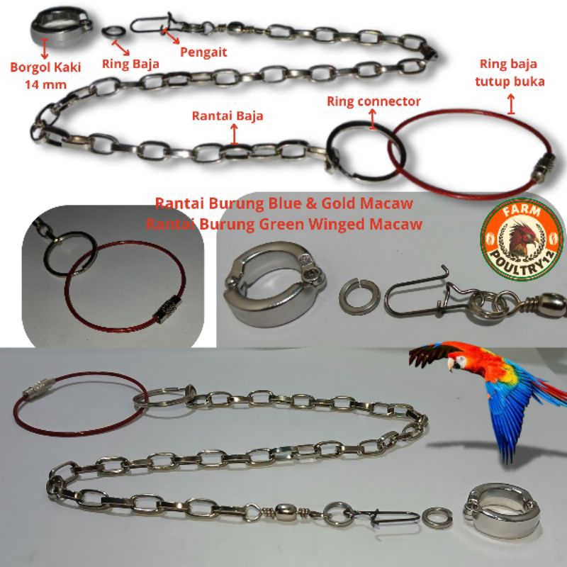 Rantai burung Blue Macaw Rantai burung Green macaw Rantai burung  Green winged macaw Rantai burung N